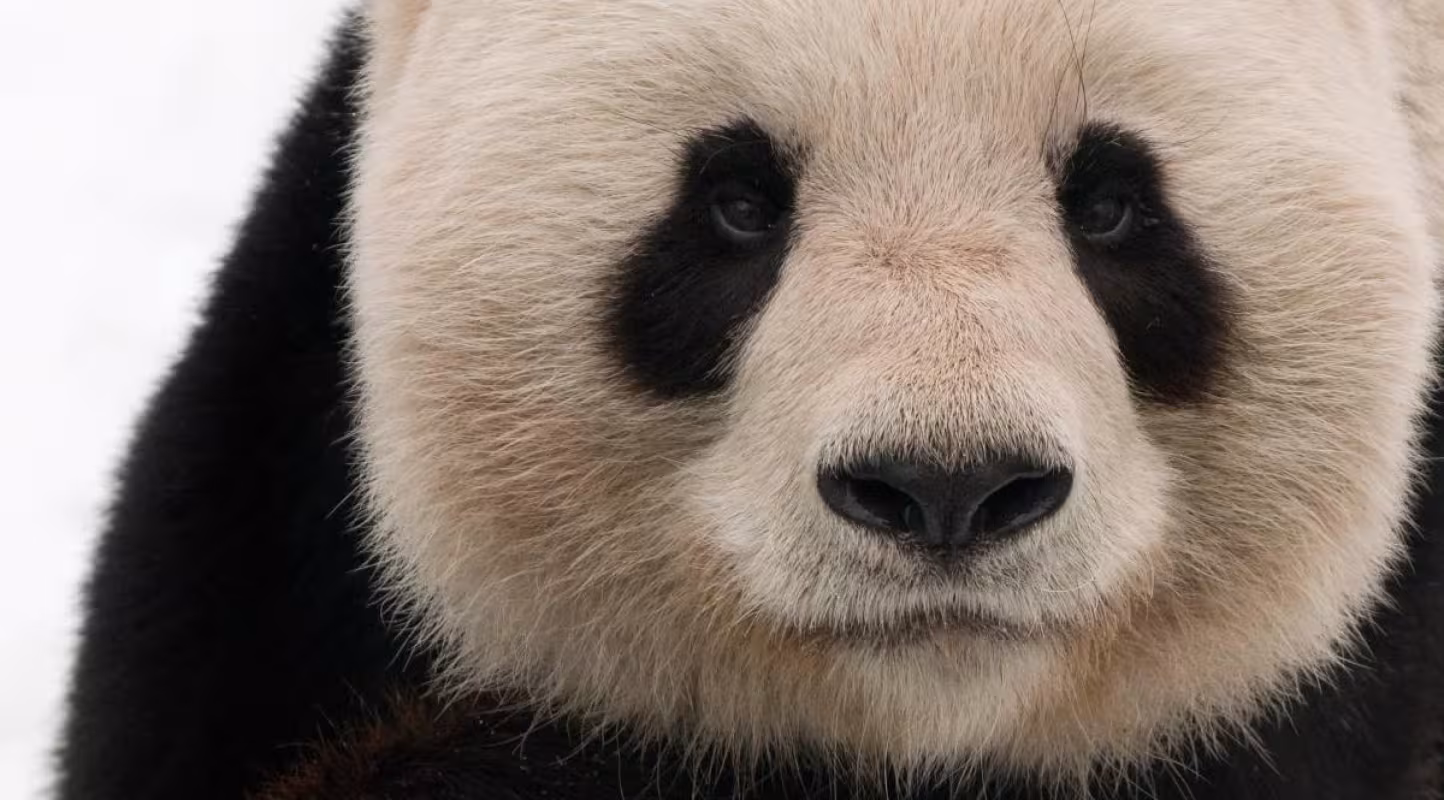 Panda Géant
