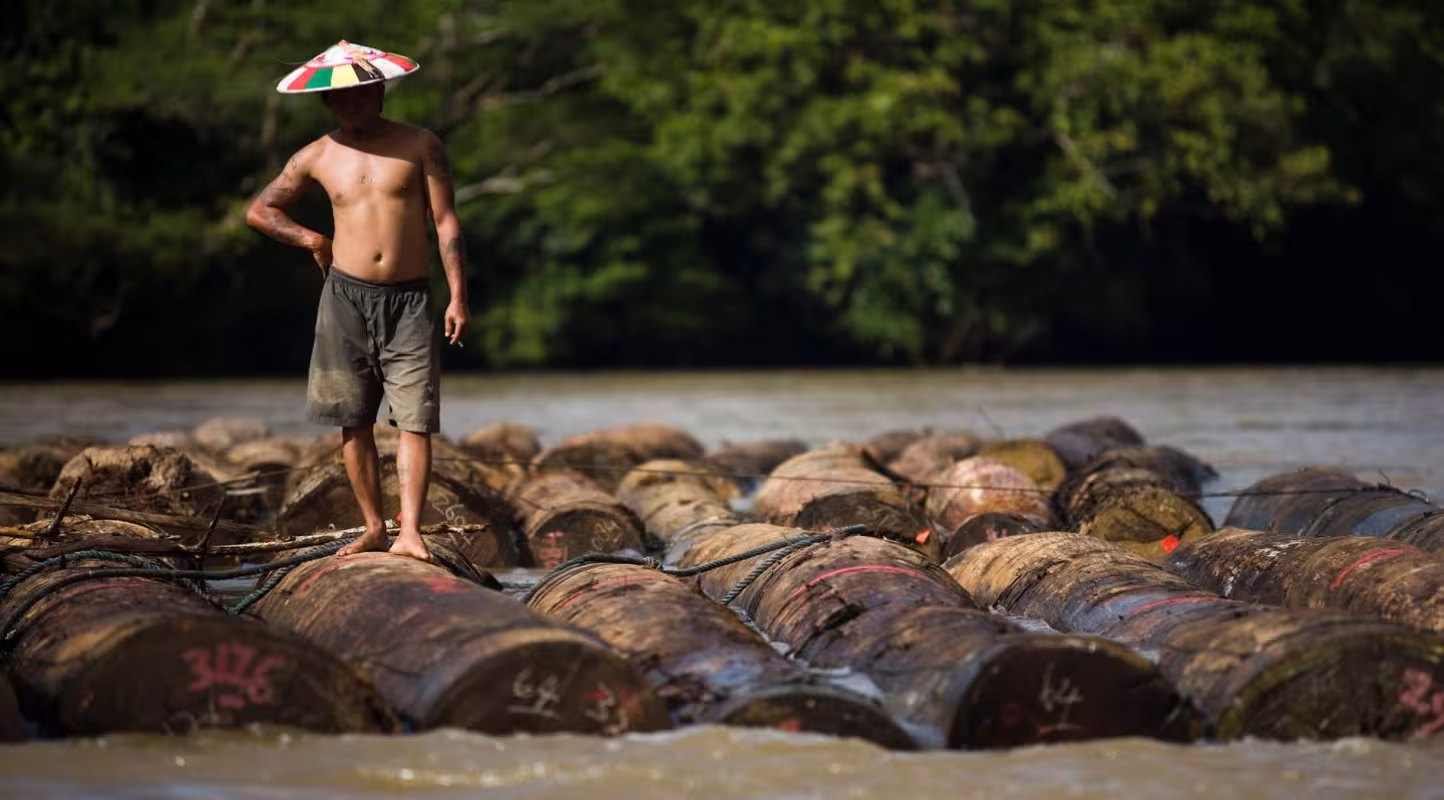 Les grumes sont transportées le long de la rivière Mahakam, Kalimantan Est (Bornéo) ; l'exploitation forestière illégale est un problème majeur à Kutai Barat.