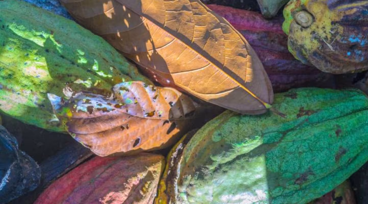 cacao