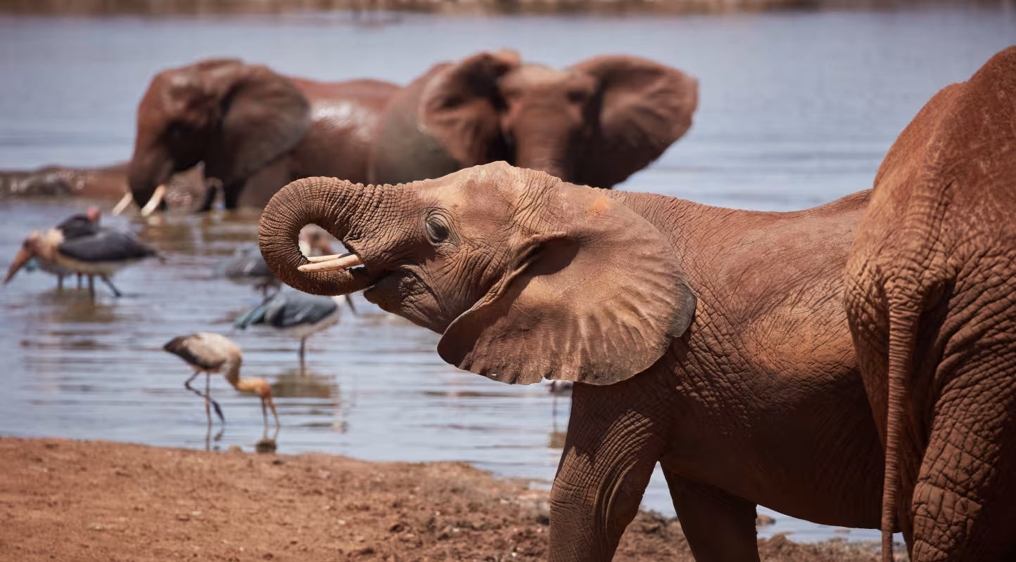 Eléphants