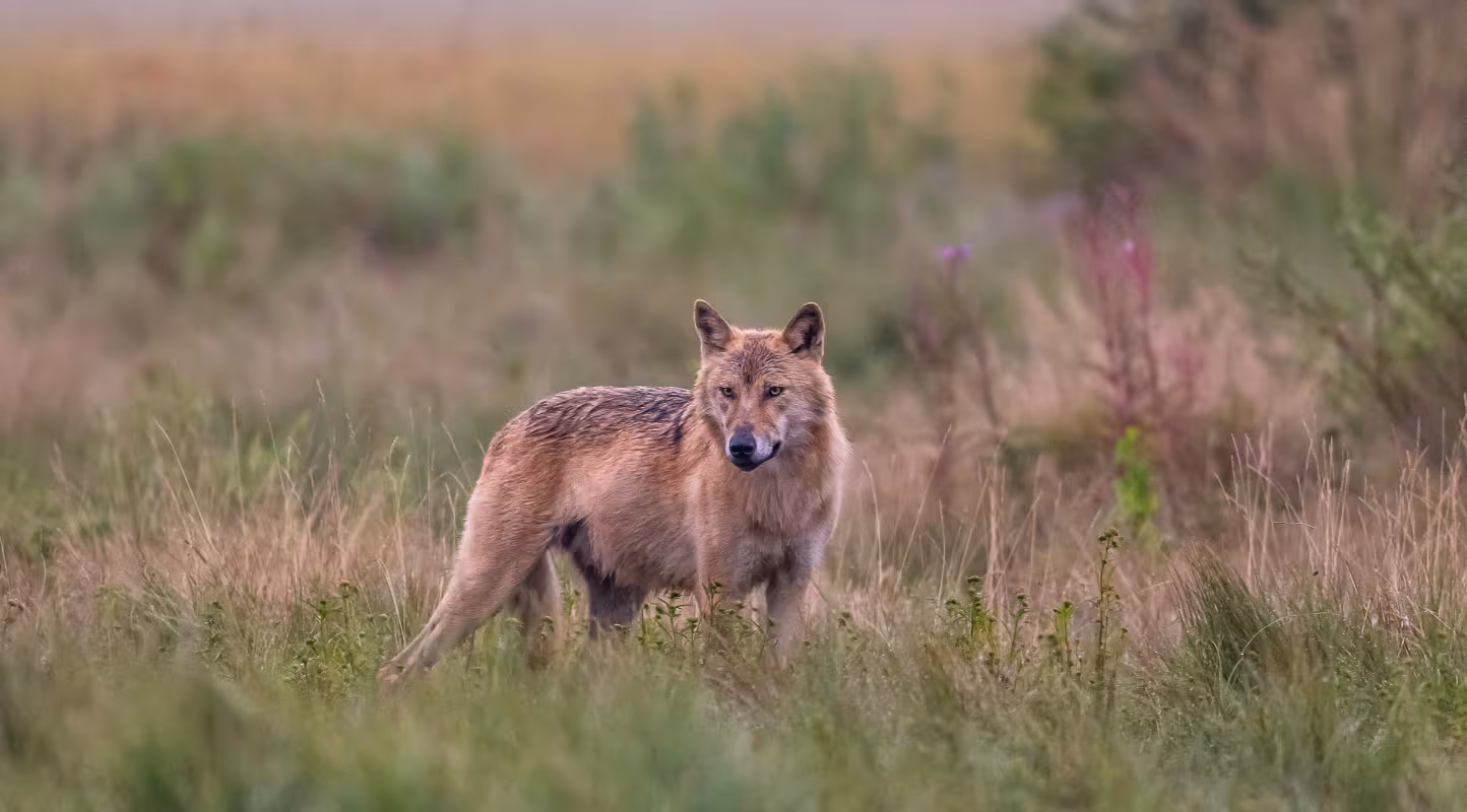 Loup