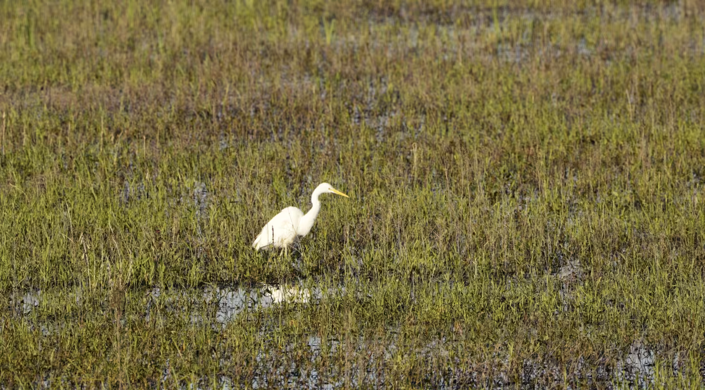 Grande Aigrette