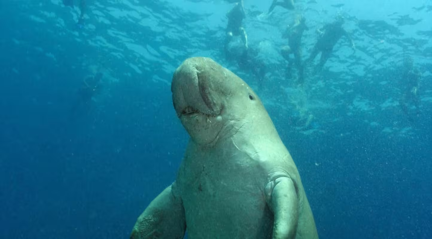 Dugong (dugong dugong) entouré de plongeurs