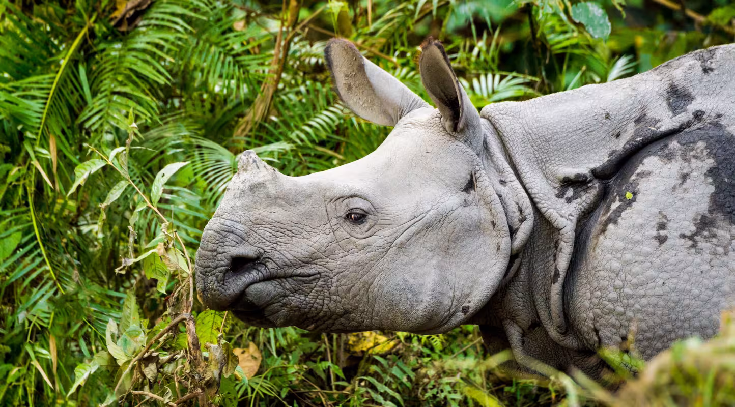 Rhinocéros asiatique (Rhinoceros unicornis). Parc national de Kaziranga, Inde.