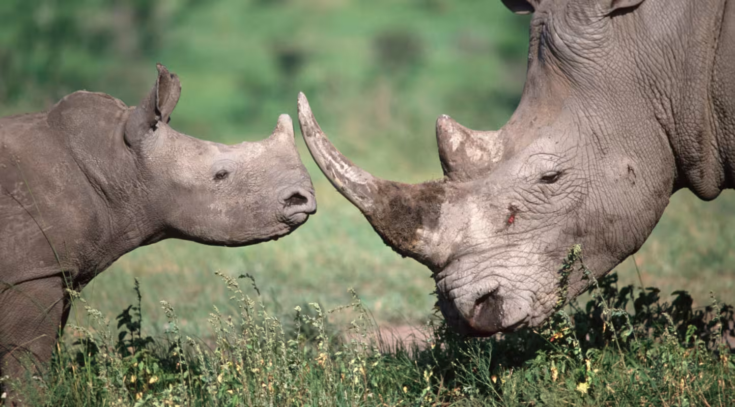 Rhinocéros blanc du Sud (Ceratotherium simum simum). Adulte et petit.