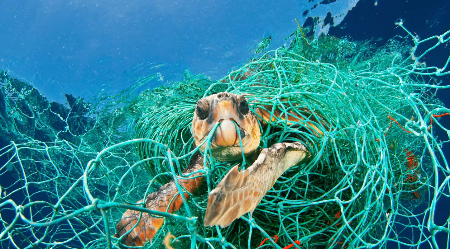 Tortue caouanne (Caretta caretta) piégée dans un filet abandonné à la dérive, mer Méditerranée.