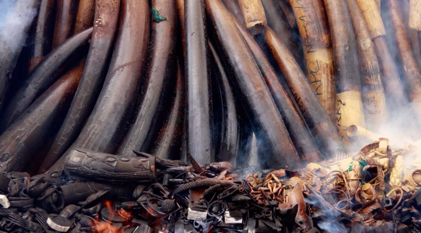 Un tas de 1 293 défenses d'éléphant et d'objets en ivoire confisqués, pesant au total 4,7 tonnes, part en fumée.