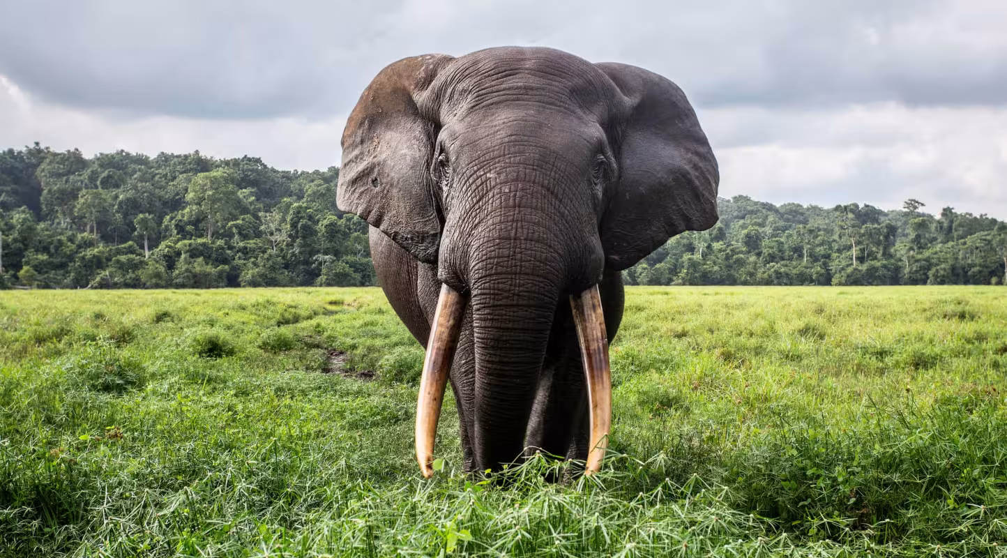 Éléphant de forêt africain (Loxodonta cyclotis) debout dans une clairière, portrait, Mbeli bai, parc national de Nouabale-Ndoki, République du Congo