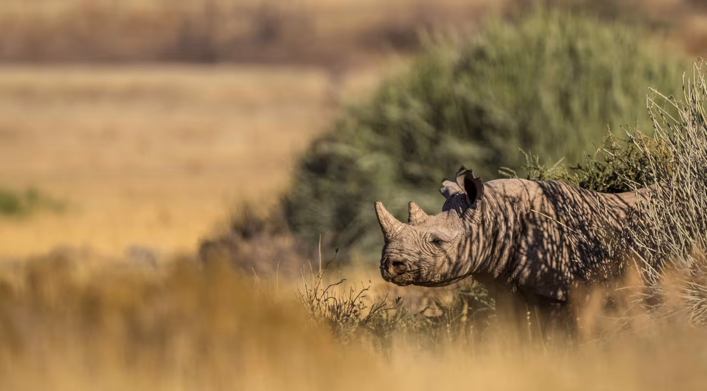 Rhinocéros noir adapté au désert (Diceros bicornis bicornis) à Torra Conservancy, Namibie.