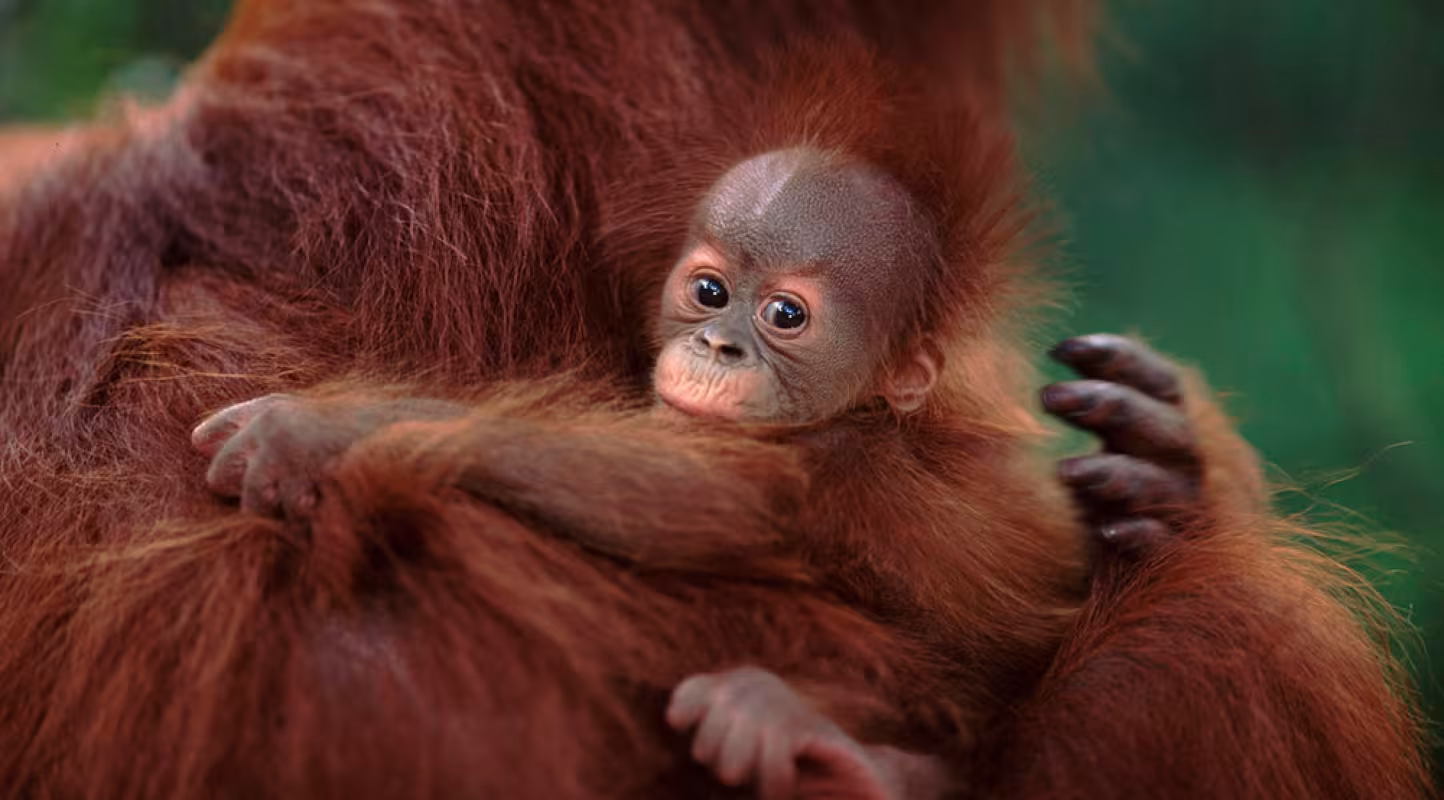 Une mère orang-outan de Sumatra avec son petit (Pongo abelii), parc national de Gunung Leuser, Sumatra, Indonésie