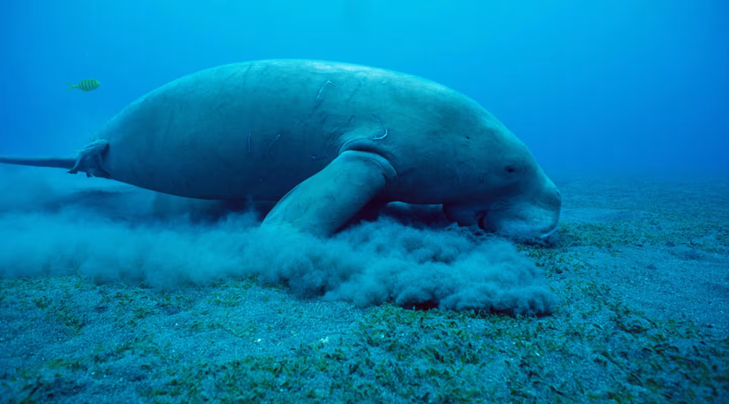 Dugong (Dugong dugon) se nourrissant d'algues marines, dans l'Indo-Pacifique.