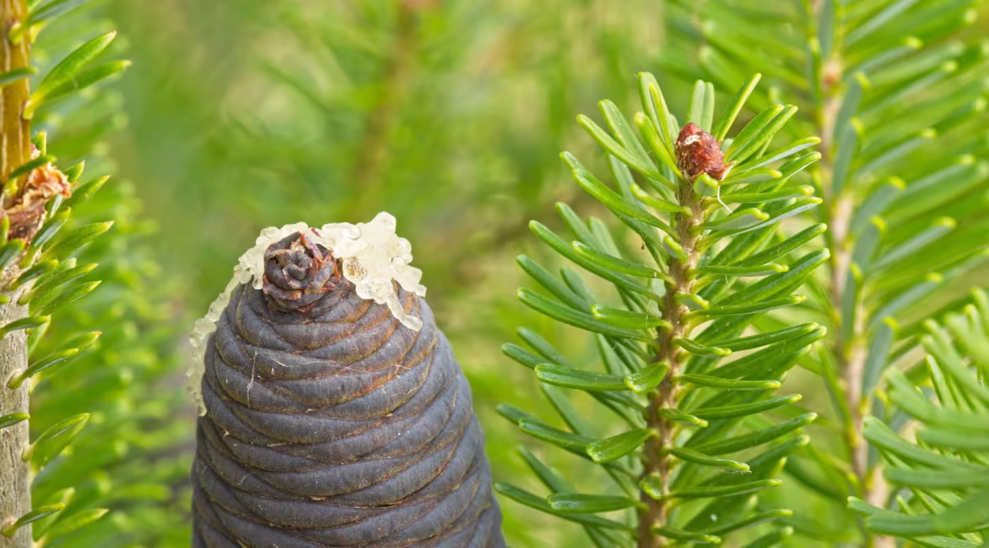 Pin blanc de Corée ( Pinus koraiensis)