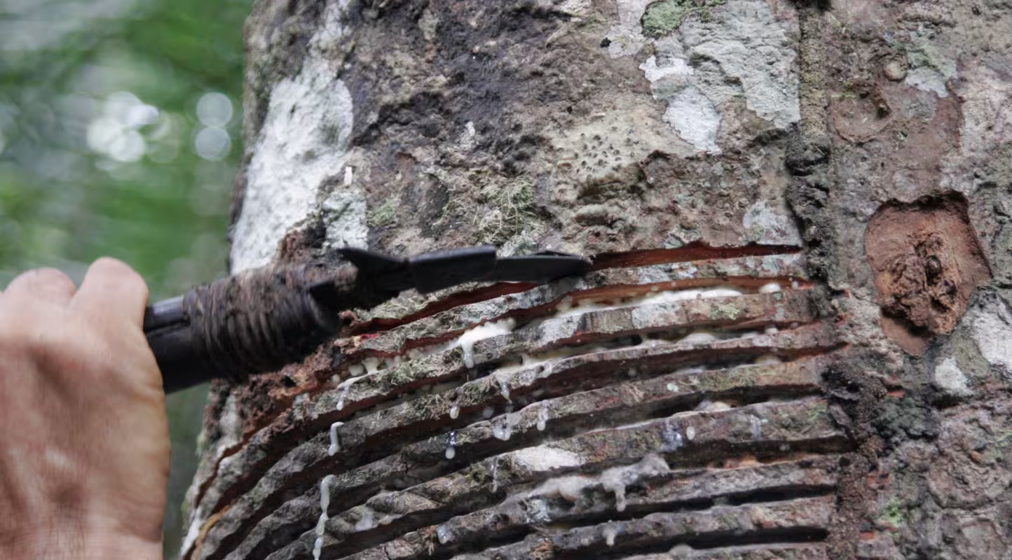 Extraction de latex d'un hévéa (Hevea brasiliensis).