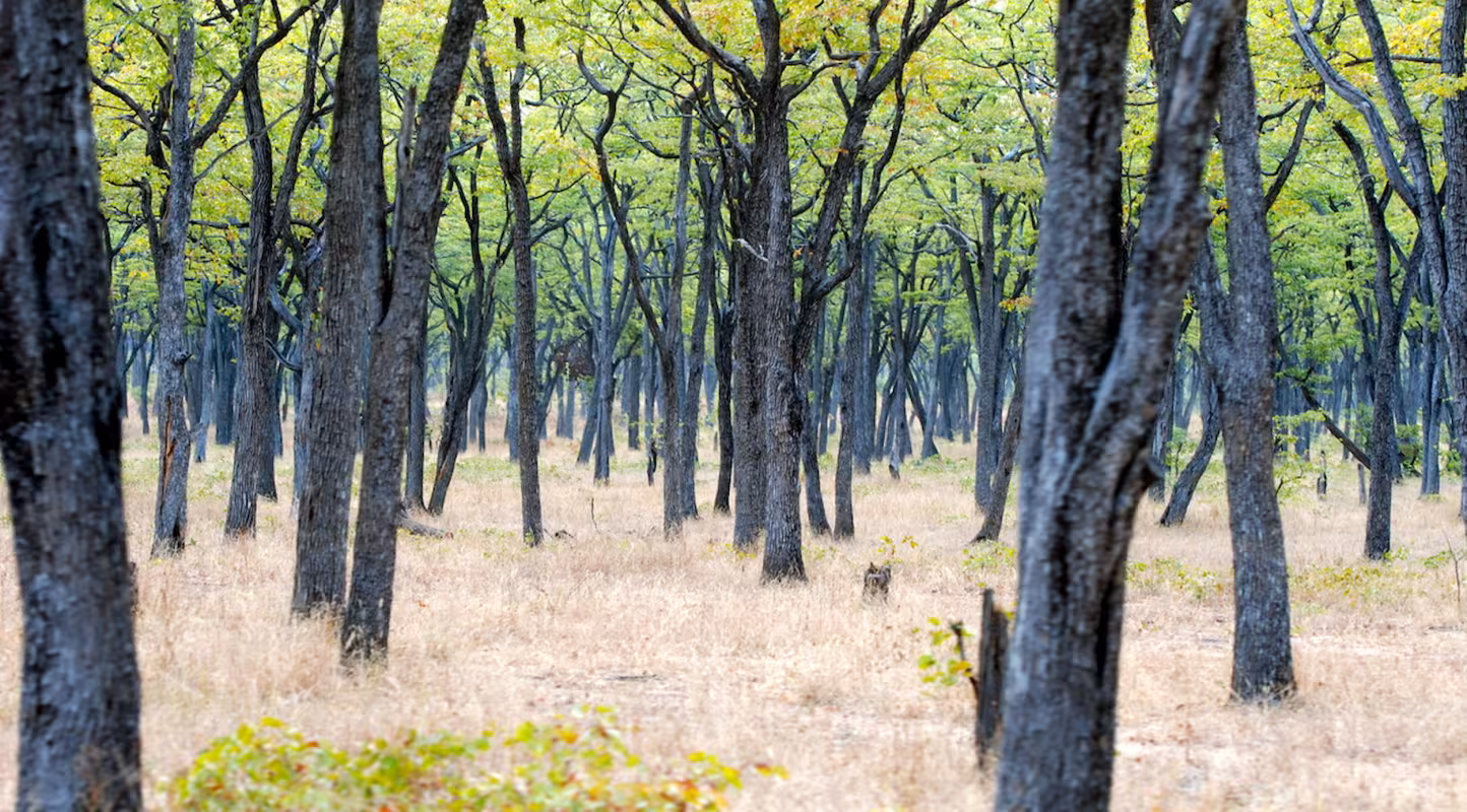 Une précieuse forêt de Mopane à South Luangwa, en Zambie, abrite une faune abondante mais reste menacée par l’exploitation de son bois recherché.