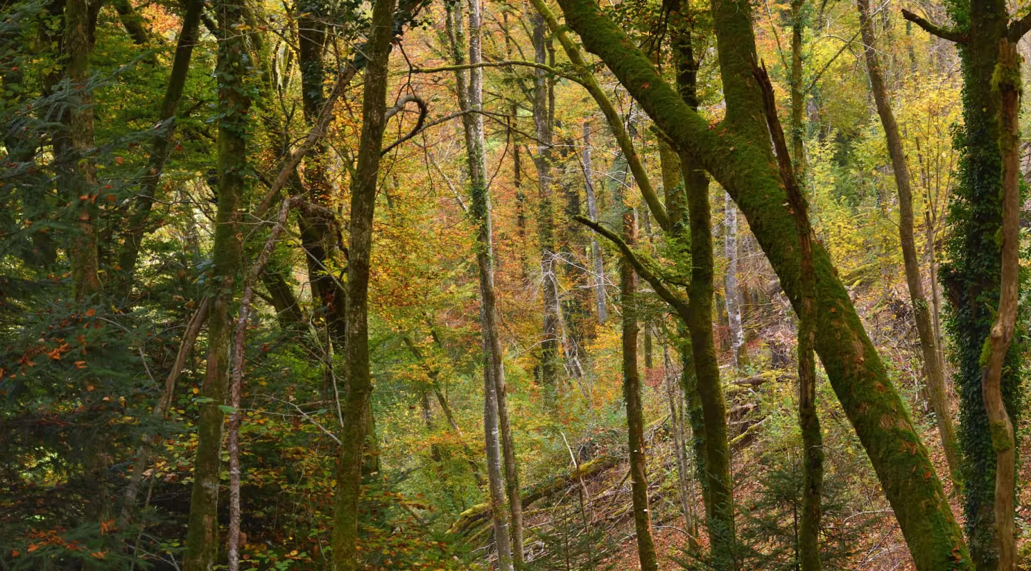 foret sigfra - Nature impact