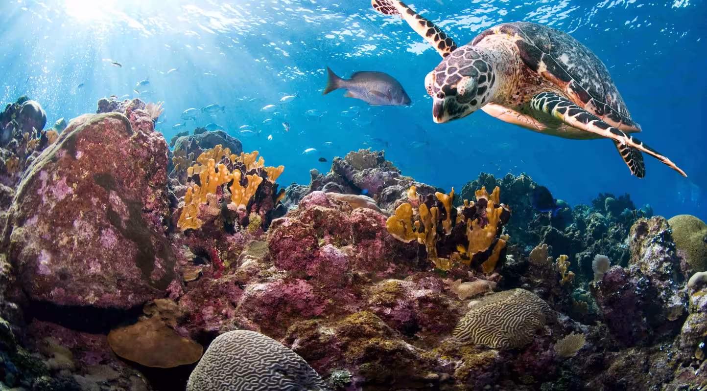Tortue imbriquée (Eretmochelys imbricata). Roatán, îles de la Baie, Honduras, Amérique centrale.