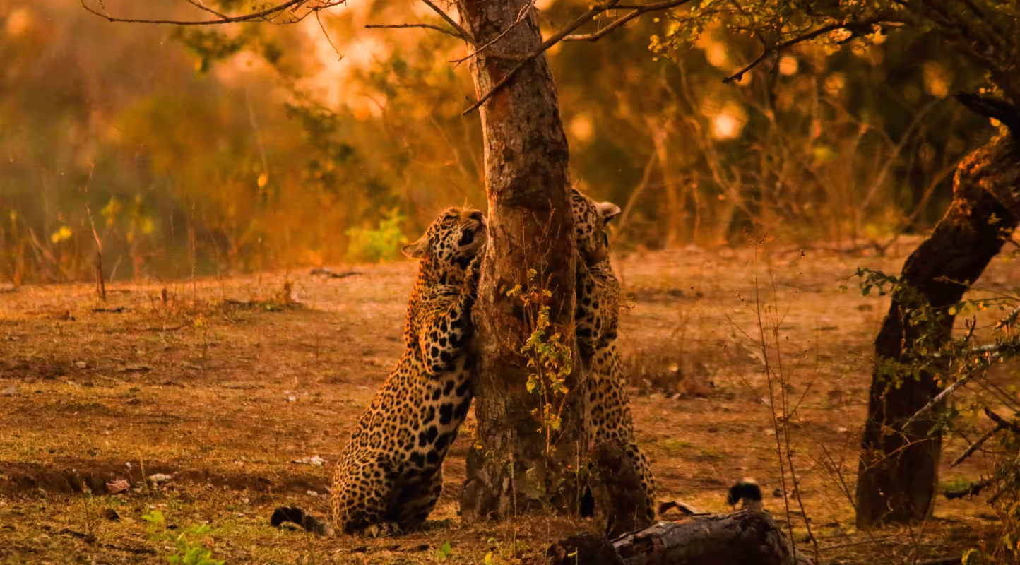 Jaguar (Panthera onca) et son petit grattant un tronc d’arbre dans la réserve privée Estância Caiman, au Brésil, un comportement essentiel pour la communication et l’entretien des griffes.