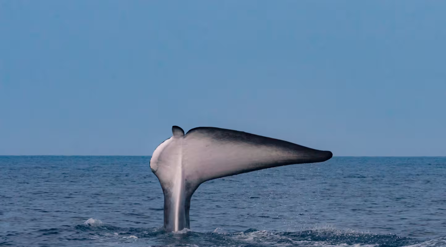 Rorqual commun (Balaenoptera physalus) femelle surnommé Fluker, gravement amaigri après la perte de sa nageoire caudale, nageant difficilement en Méditerranée.