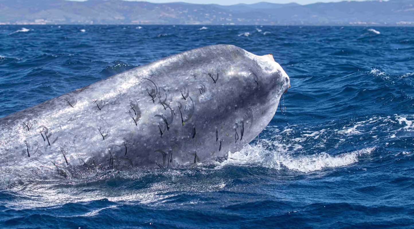 Rorqual commun (Balaenoptera physalus) femelle surnommé Fluker, amaigri et privé de sa nageoire caudale après une interaction avec des activités humaines, nageant difficilement en Méditerranée.