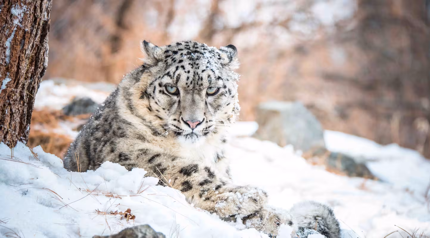 Panthère des neiges (Panthera uncia) en captivité, vallée de Naltar, Gilgit-Baltistan, Pakistan.