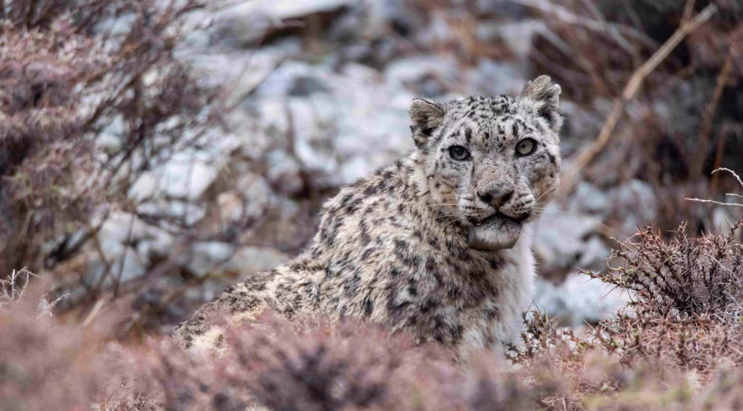 Deux panthères des neiges mâles adultes, équipées de colliers GPS dans le parc national de Shey Phoksundo au Népal occidental, sont suivies afin d’étudier leurs déplacements et mieux orienter les actions de conservation.