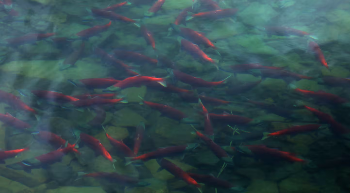PEDRO BAY, ALASKA - JULY, 2022: A school of salmon swims close to shore in Lake Iliamna in Pedro Bay, Alaska.