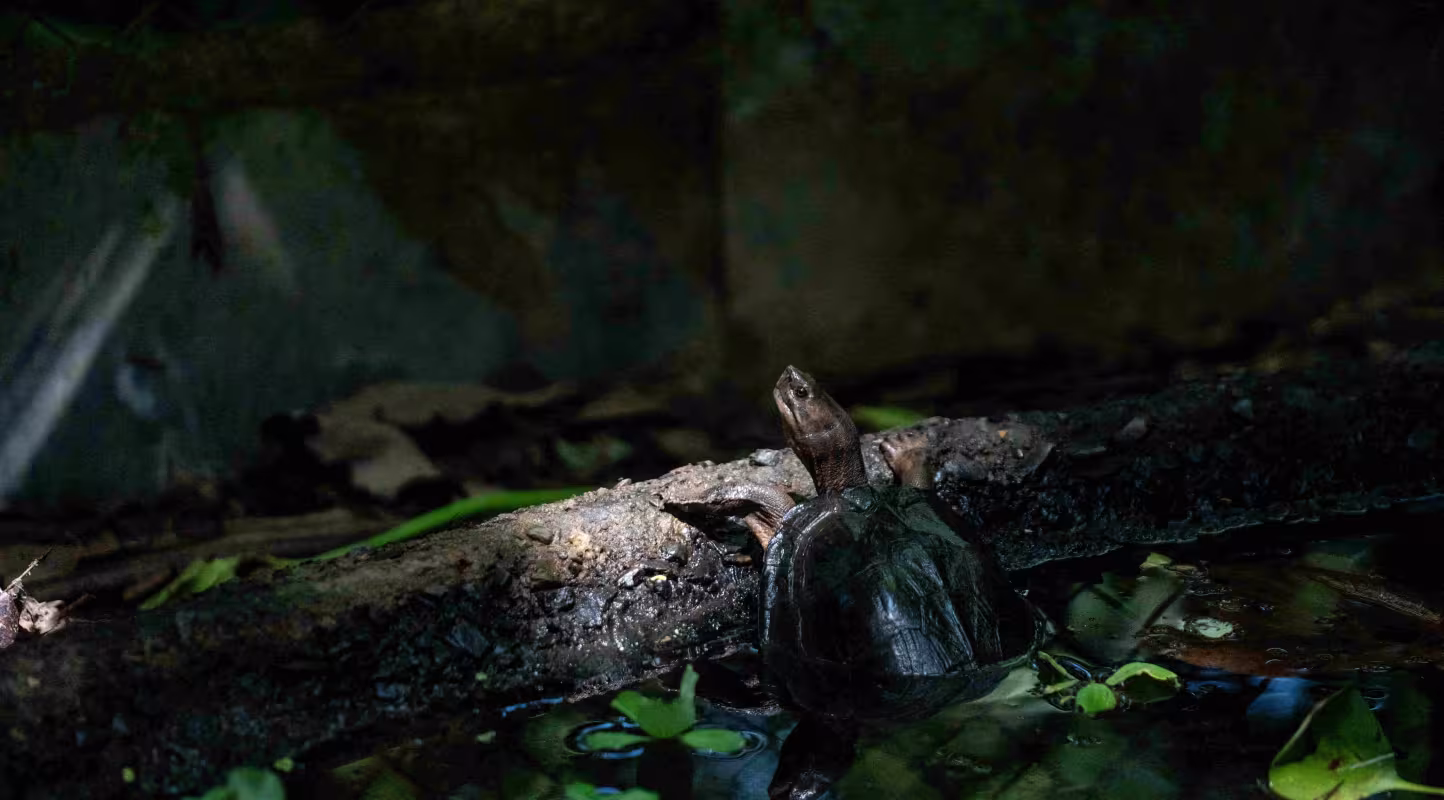 De nombreuses espèces différentes de tortues terrestres et de tortues d’eau douce sont présentes au TCC, dans le parc national de Cuc Phuong, Ninh Binh, Vietnam. Environ 2 200 tortues étaient prises en charge par le centre en 2023.