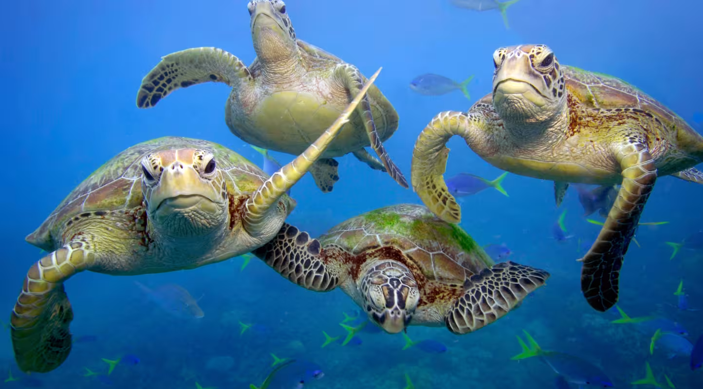Tortues vertes (Chelonia mydas) nageant dans la Grande Barrière de corail, Queensland.