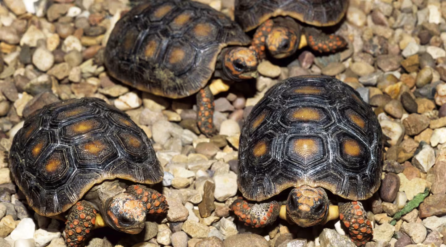 Tortues charbonnières (Geochelone carbonaria)