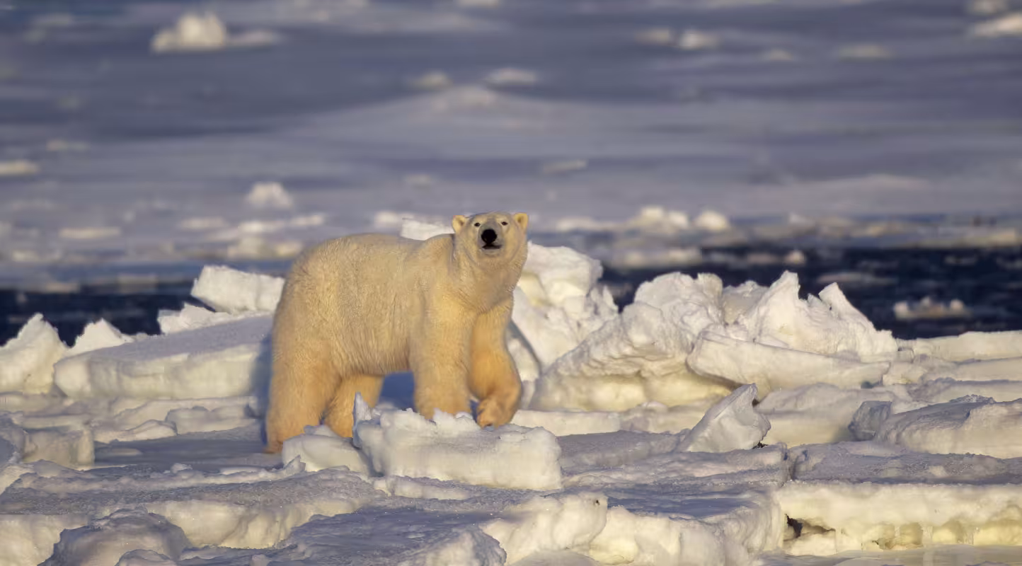 Ours polaire (Ursus maritimus), Churchill, Manitoba, Canada.
