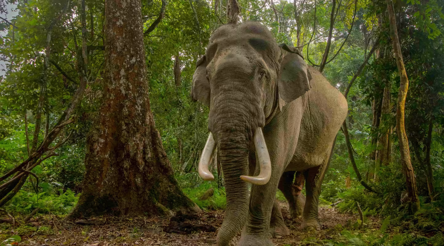 Éléphant d’Inde (Elephas maximus indicus), mâle portant des défenses, marchant dans une forêt tropicale de la réserve de tigres de Kaziranga, en Inde. Espèce en danger. Image prise par piège photographique.