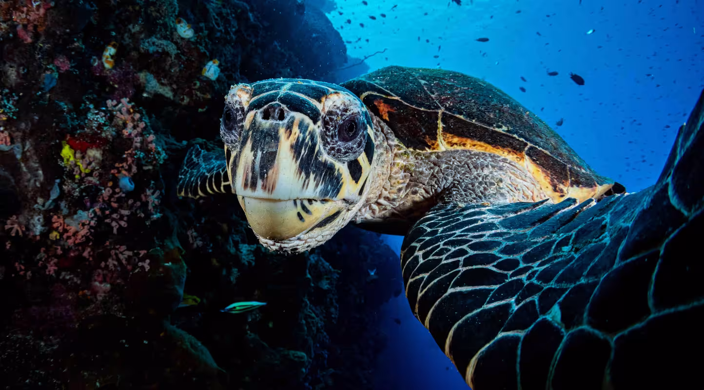 RF - Portrait d’une tortue imbriquée (Eretmochelys imbricata), île de Siladen, Sulawesi du Nord, Indonésie, océan Pacifique. Espèce en danger critique d’extinction.