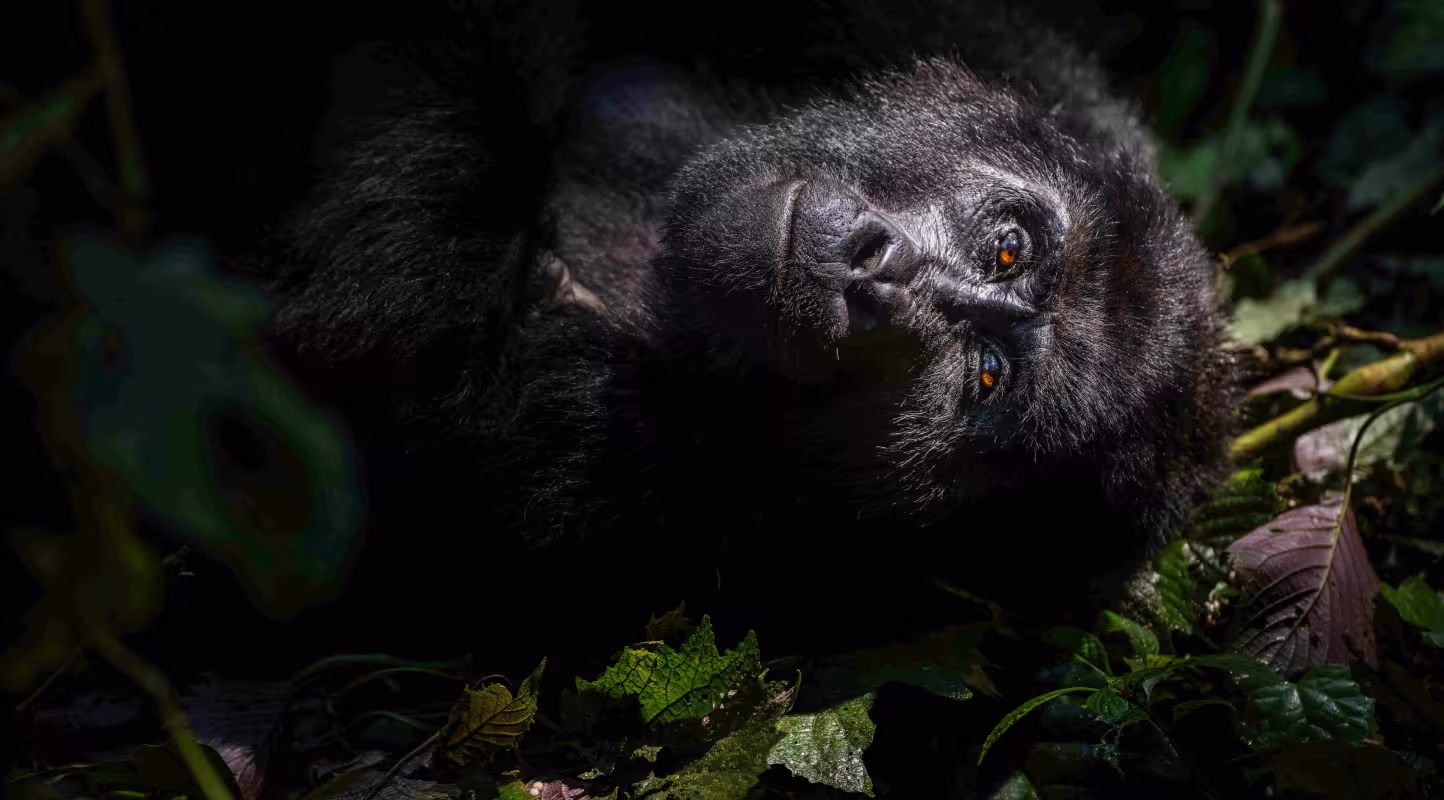 Un gorille de montagne du groupe Nkuringo se repose sous la canopée du parc national impénétrable de Bwindi en Ouganda, après ses activités quotidiennes de recherche de nourriture et de toilettage.