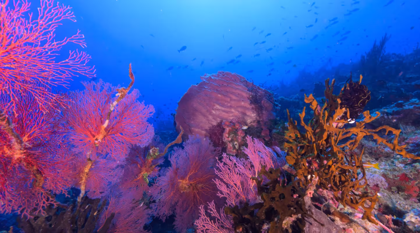 Scène de récif vibrant au large de New Britain, en Papouasie‑Nouvelle‑Guinée, où des gorgones colorées et des coraux mous entourent un grand bénitier géant, illustrant la biodiversité exceptionnelle et la bonne santé des pentes récifales profondes de l’île.
