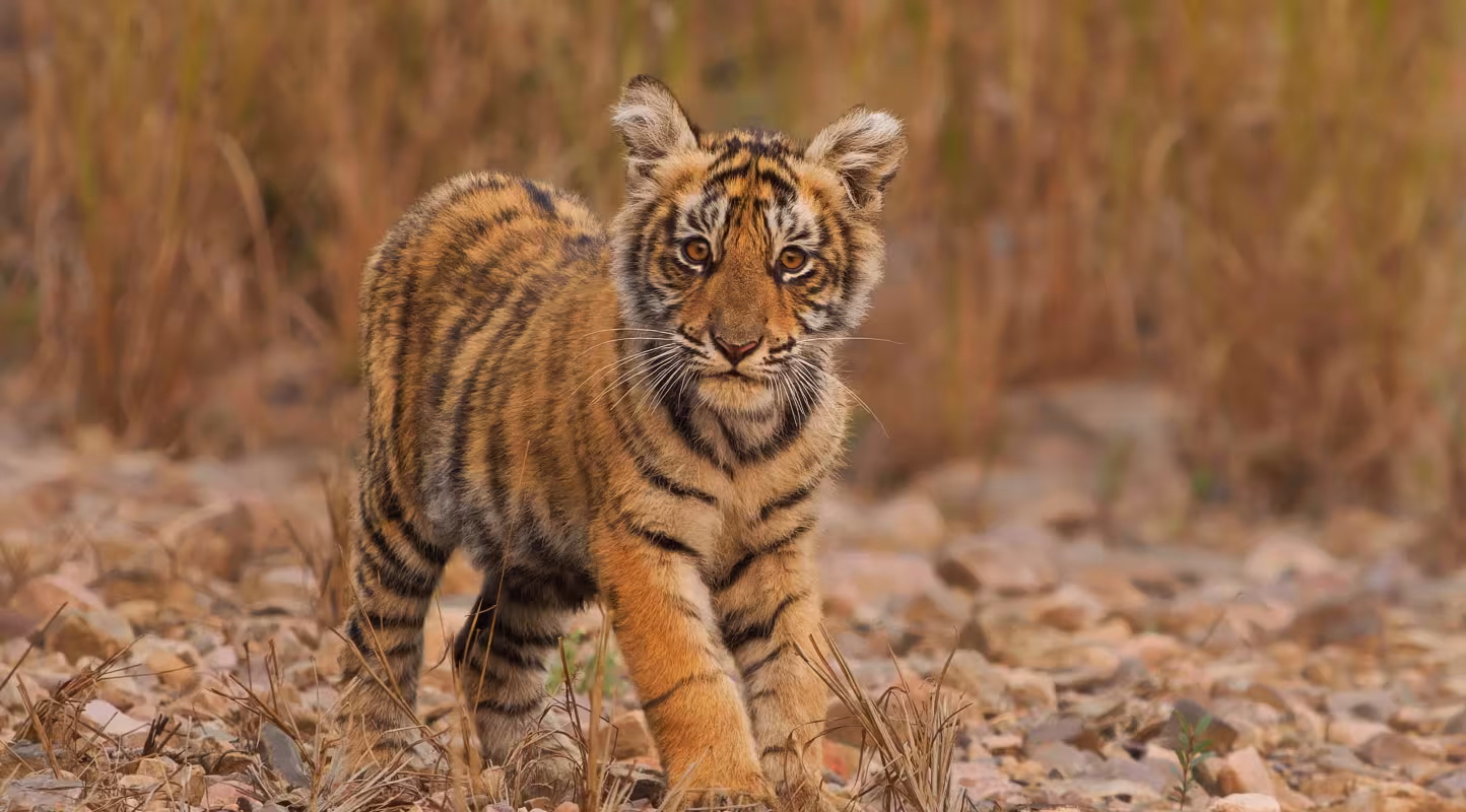 RF - Petit tigre du Bengale (Panthera tigris tigris), portrait, Ranthambore, Rajasthan, Inde.