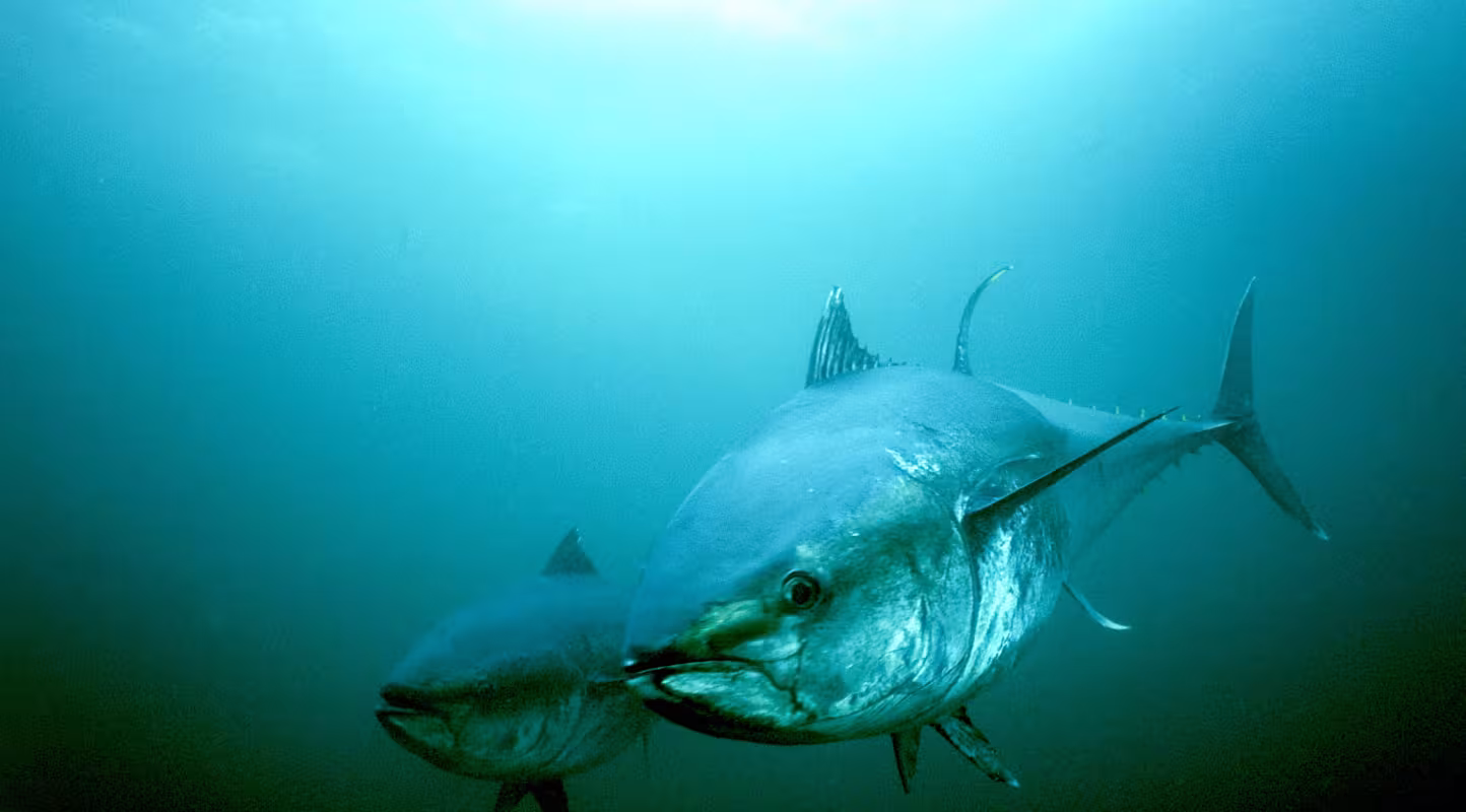 Thon rouge du Nord (Thunnus thynnus) dans les eaux de l’Atlantique, baie St. Margarets, Nouvelle-Écosse, Canada.