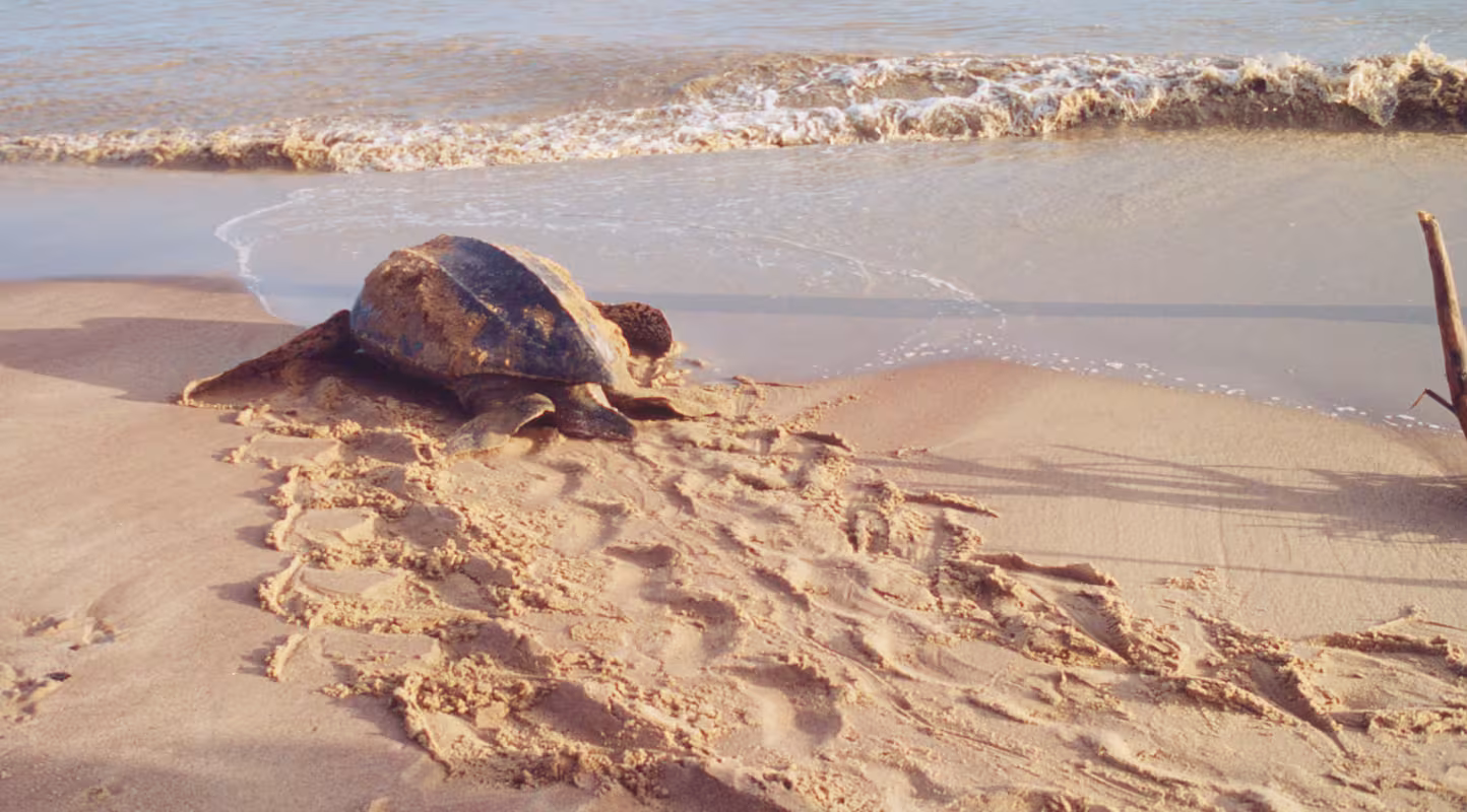 Tortue luth (Dermochelys coriacea) retournant à la mer. Plage de Mapo, Guyane française.