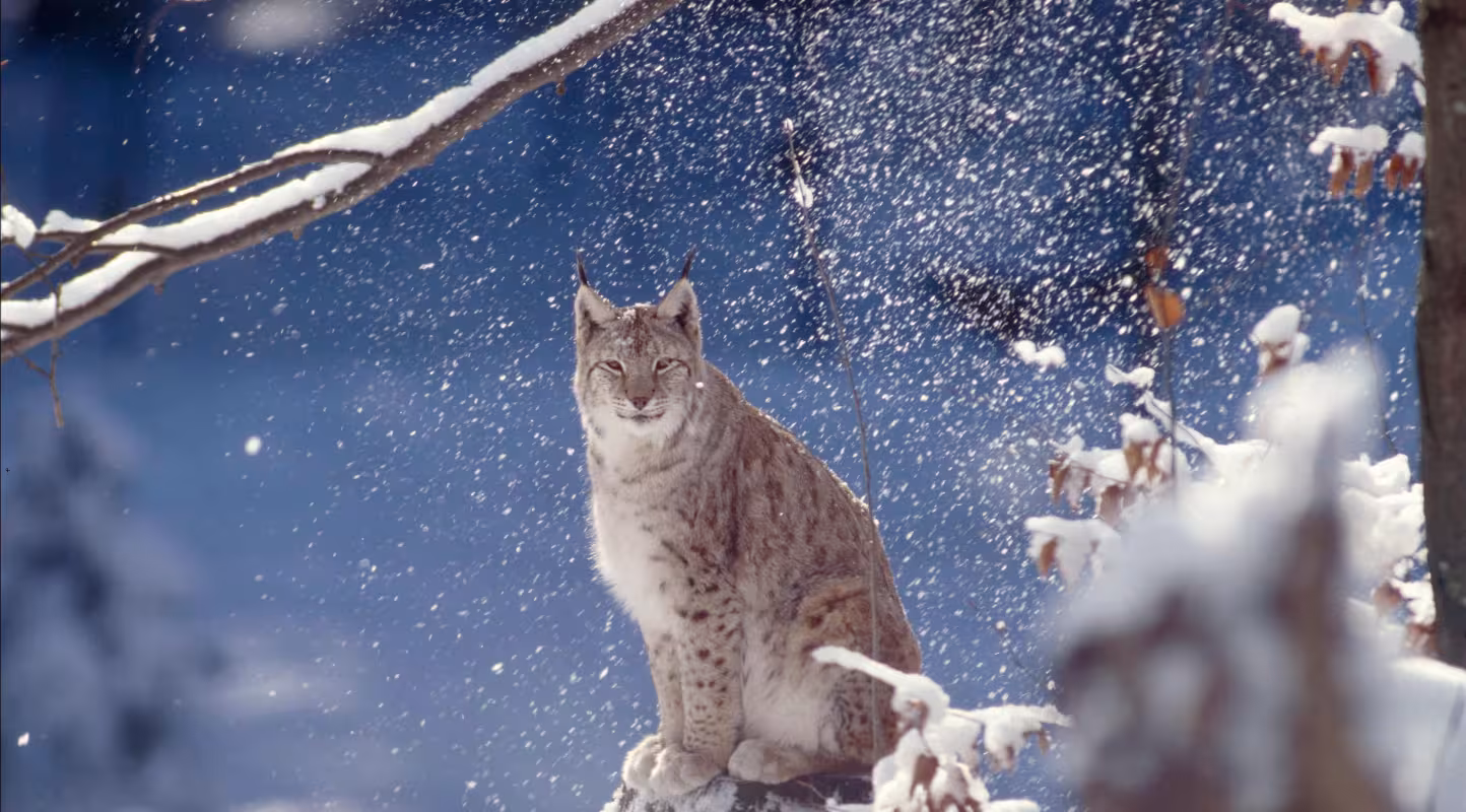 Lynx boréal (Lynx lynx) sur un rocher enneigé, parc national de la forêt de Bavière, Allemagne.