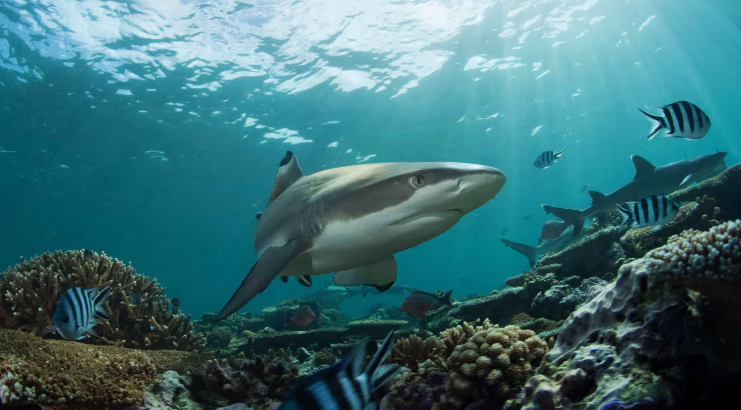 Requin pointe noire de récif (Carcharhinus melanopterus) nageant dans un récif.