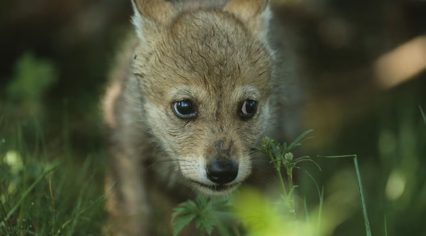 Jeune loup européen (Canis lupus), à Langedrag