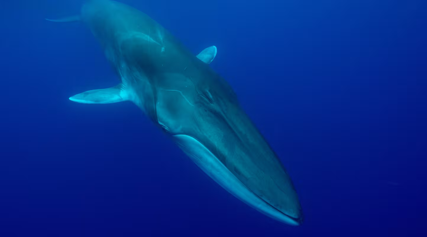 Rorqual commun, Portugal