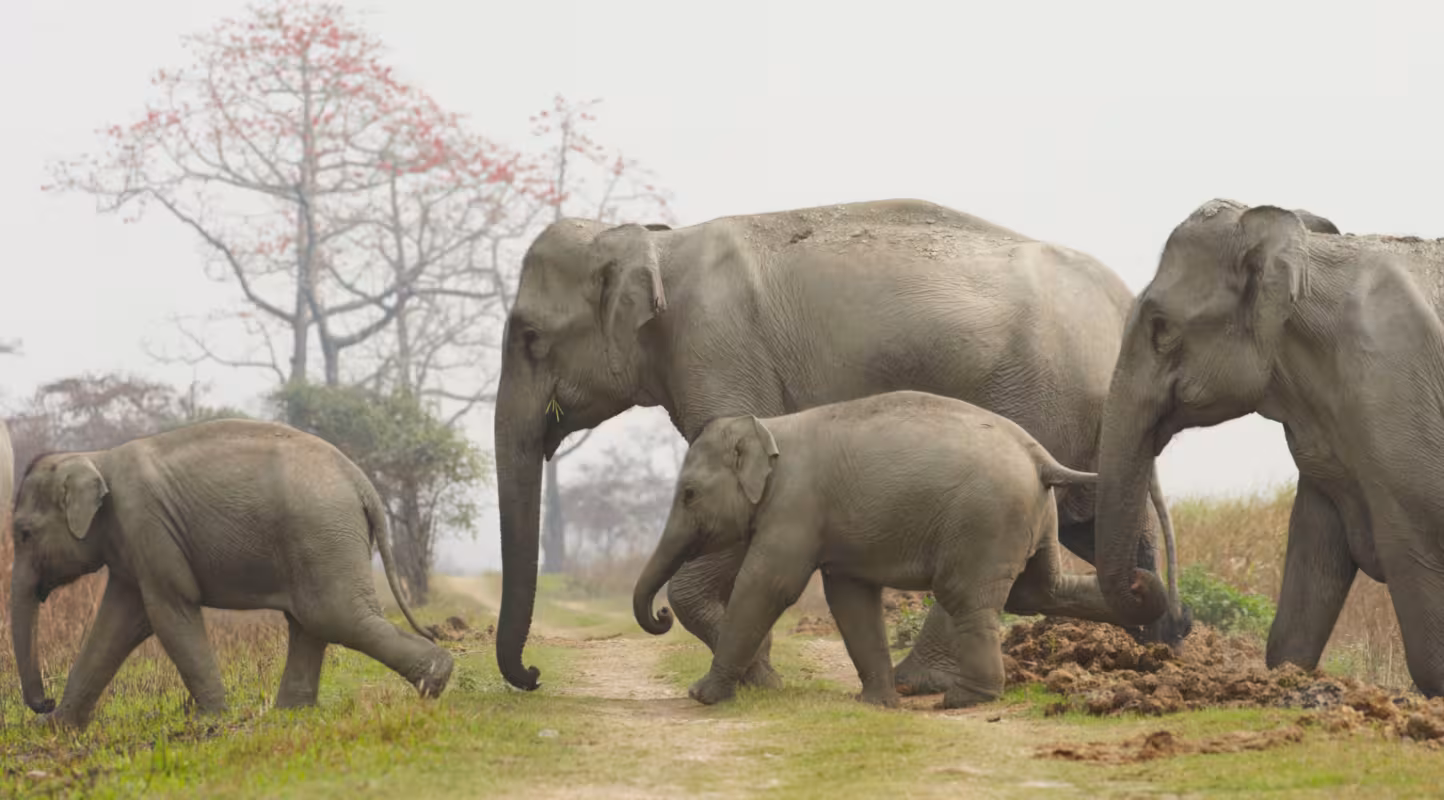 Famille d’éléphants d’Inde (Elephas maximus), avec deux éléphanteaux, traversant un chemin dans le parc national de Kaziranga, en Assam, en Inde. Paysage de Kaziranga–Karbi Anglong.