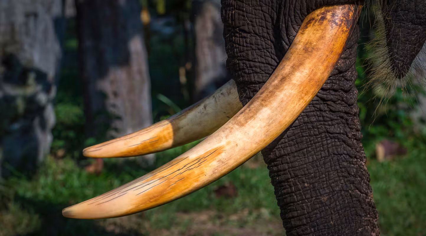 Éléphant de Sumatra apprivoisé aux grandes défenses.