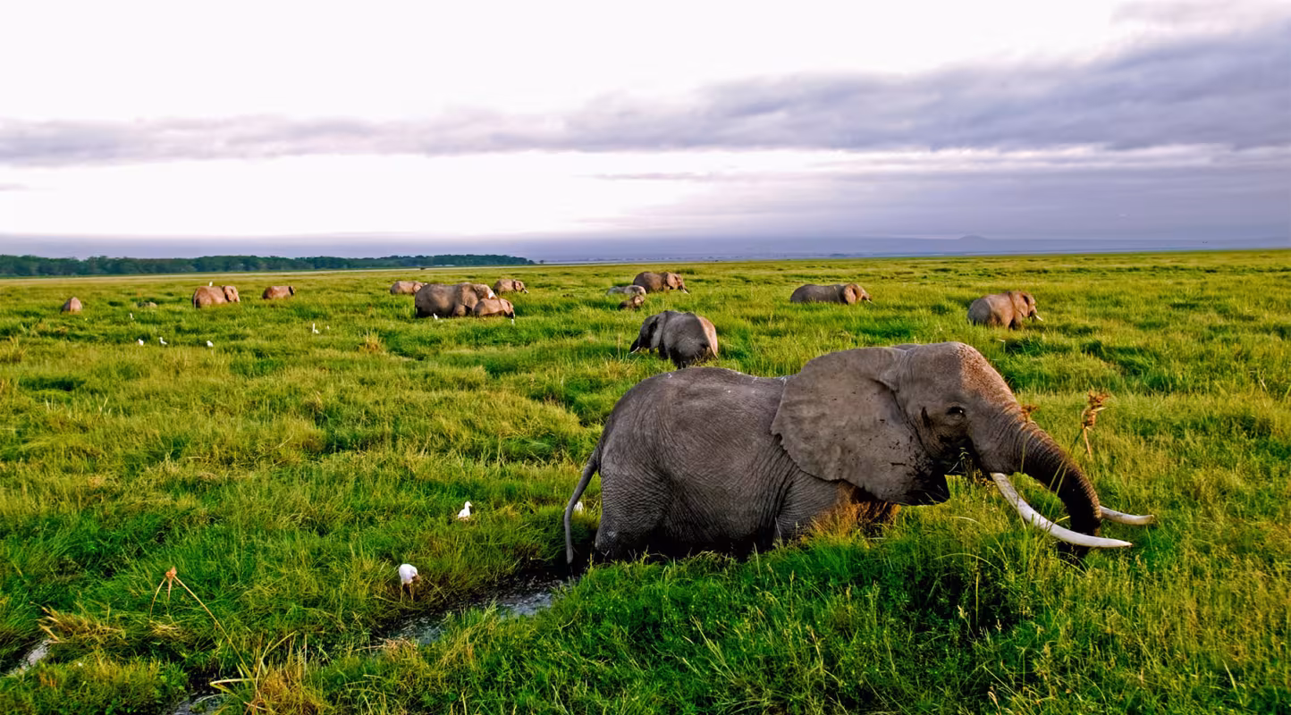 Z-EVENT: A quoi ont servi les dons reçus en 2022 au WWF France ? 