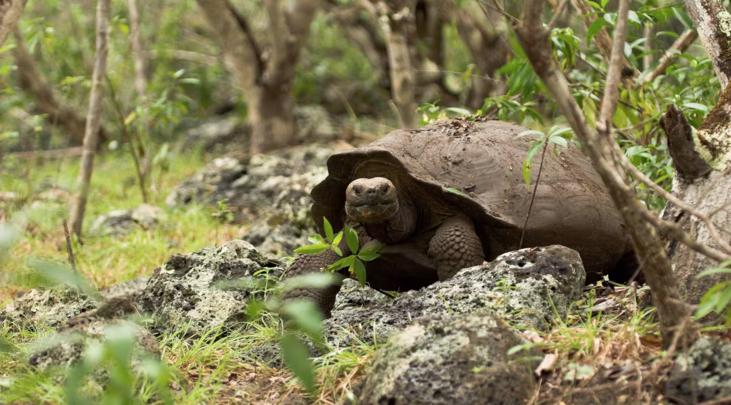 Une espèce de tortue ressuscite en Equateur 