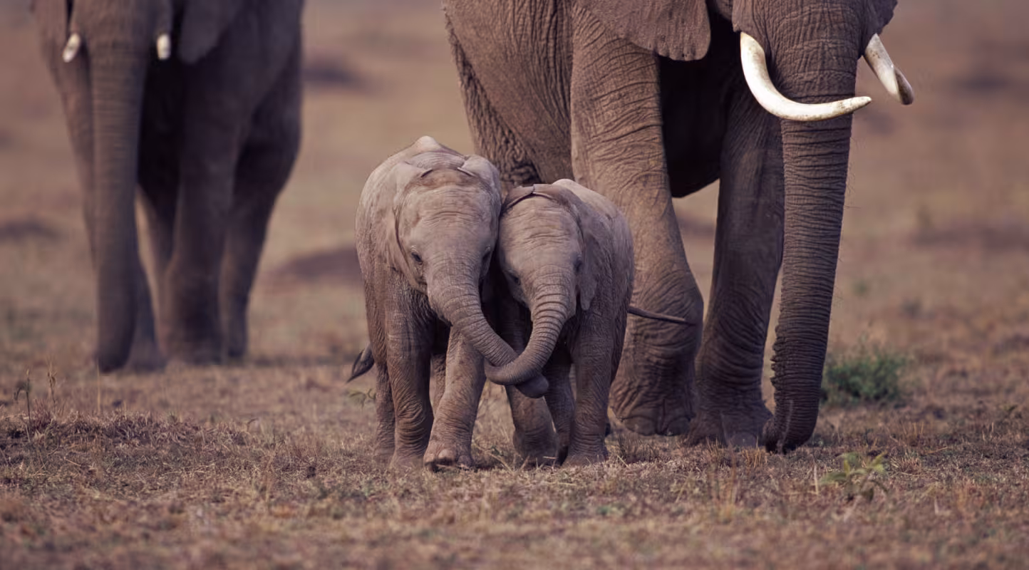 En connexion avec les éléphants
