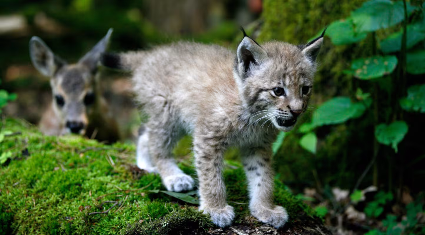Le lynx fait son come-back dans les Vosges