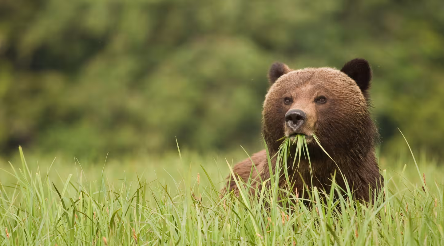 Aidez le WWF à protéger l'ours des Pyrénées