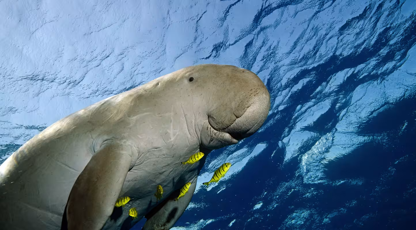 Trêve salutaire pour les dugongs