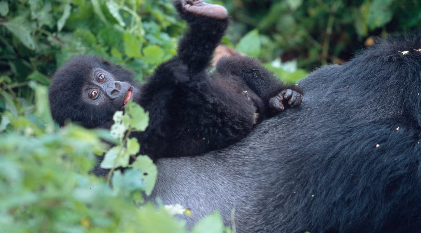 Naissance d’un bébé gorille en RDC